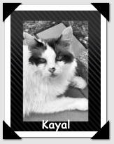 Kayal