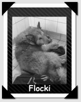 Flocki